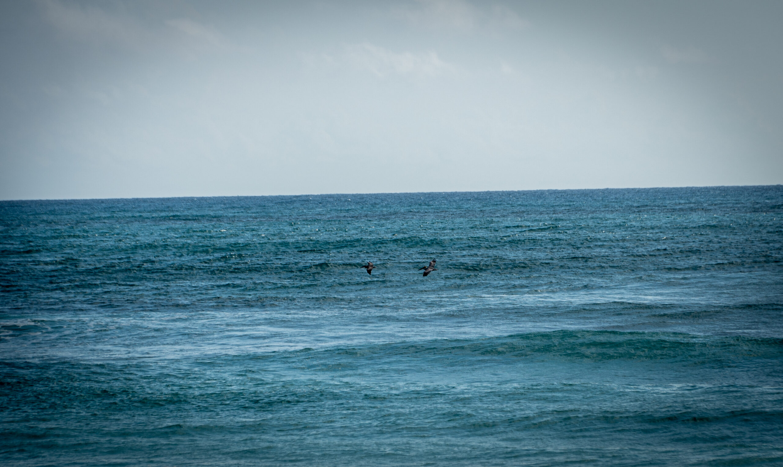 Two seabirds glide gracefully over the deep blue ocean, their wings skimming just above the water's surface. The vast expanse of the sea stretches to the horizon under a cloudy sky, creating a tranquil and serene coastal scene.